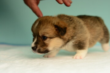 Photo of a Pembroke Welsh Corgi puppy in red colors, for the exhibition on a gray background. friendly dog, smiling and happy