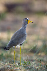 The African wattled lapwing or Senegal wattled plover (Vanellus senegallus) in the bush. A small African water bird with a red forehead, a yellow beak and lobes along its head.