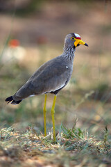 The African wattled lapwing or Senegal wattled plover (Vanellus senegallus) in the bush. A small African water bird with a red forehead, a yellow beak and lobes along its head.