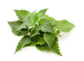 Green nettle with bloom.