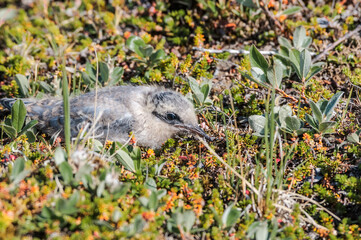 Arctic Tern (Sterna paradisaea) chick at colony in Barents Sea coastal area, Russia