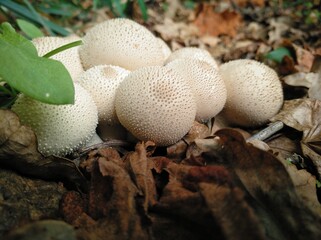 Lycoperdon