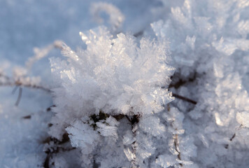 snow covered branches