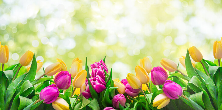 Fresh pink and yellow tulips on meadow in grass on fresh bright bokeh spring background.