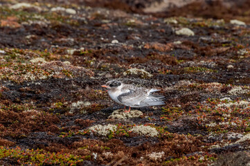 Arctic Terns (Sterna paradisaea) fledgeling in Barents Sea coastal area, Russia