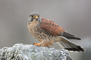 Winter Kestrel