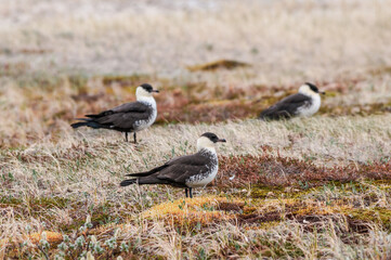 Pomarine Jaegers (Stercorarius pomarinus) in Barents Sea coastal area, Russia