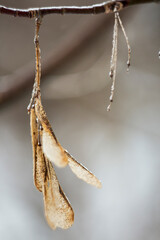 
dry flowers on the tree