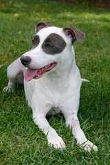 White pitbull mix dog with grey eye patches and beautiful eyes on grassy field