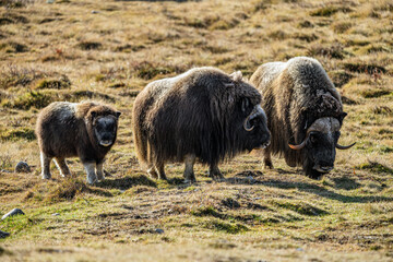 musk ox in norway in dovrefjell relaxing in autumn