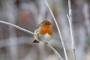 Fatty Robin