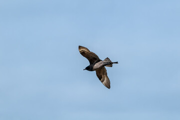 Pomarine Jaeger (Stercorarius pomarinus) in Barents Sea coastal area, Russia