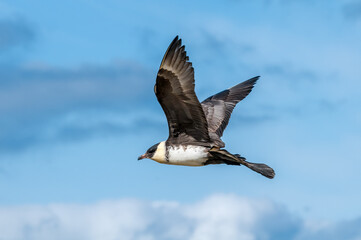 Pomarine Jaeger (Stercorarius pomarinus) in Barents Sea coastal area, Russia