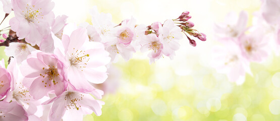 Detail of fresh green nature background in spring landscape with cherry blossom tree and blurred...