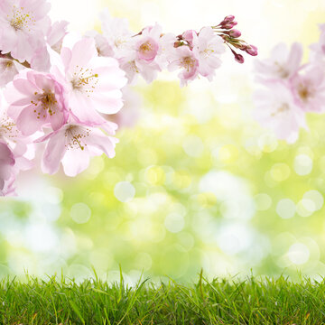 Fresh green nature background in spring landscape with cherry blossom tree and green grass and blurred bokeh background.