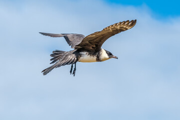 Pomarine Jaeger (Stercorarius pomarinus) in Barents Sea coastal area, Russia