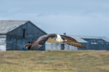 Pomarine Jaeger (Stercorarius pomarinus) in Barents Sea coastal area, Russia