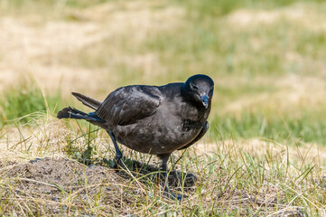 Pomarine Jaeger (Stercorarius pomarinus) in Barents Sea coastal area, Russia