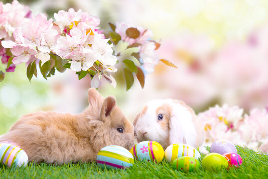 Detail of two cute easter bunnies sitting on green fresh meadow with colorful decorated easter eggs in nature landscape with cherry blossom tree and colorful tulips.