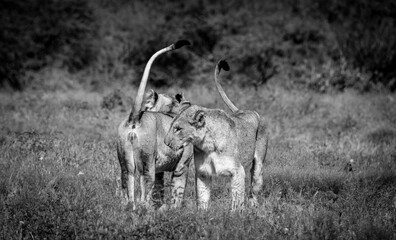 Zwei Löwen beschnuppern sich neugierig im Kruger Nationalpark, Südafrika.