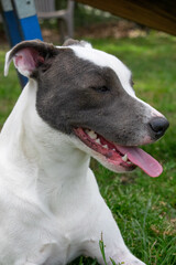 White pitbull mix dog with grey eye patches and beautiful eyes on grassy field