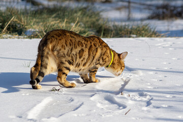 Bengal cat in snowy weather
