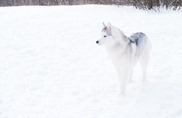 Young beautiful siberian husky standing in winter.portrait. Dog and snow