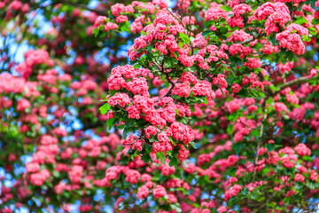 Obraz premium Beautiful pink blossom of hawthorn at spring