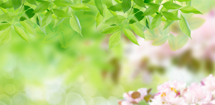 Fresh,green,branches and leaves from trees in park hanging in front of lights and bokeh and sun rays in nature background with branches from cherry blossom tree and cherry blossom.