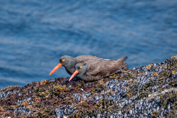 Black Oystercatchers (Haematopus bachmani) at Chowiet Island, Semidi Islands, Alaska, USA