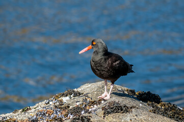 Black Oystercatcher (Haematopus bachmani) at Chowiet Island, Semidi Islands, Alaska, USA