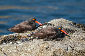 Black Oystercatchers (Haematopus bachmani) at Chowiet Island, Semidi Islands, Alaska, USA