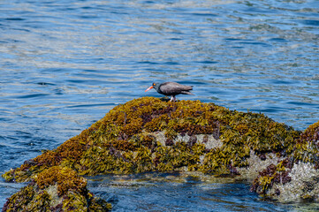 Black Oystercatcher (Haematopus bachmani) at Chowiet Island, Semidi Islands, Alaska, USA