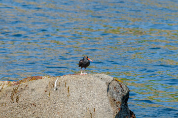 Black Oystercatcher (Haematopus bachmani) at Chowiet Island, Semidi Islands, Alaska, USA