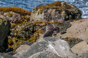 Black Oystercatcher (Haematopus bachmani) at Chowiet Island, Semidi Islands, Alaska, USA