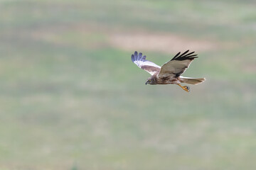 Marsh Harrier Close up, Circus aeruginosus, Hunting, Birds of prey