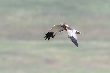 Marsh Harrier Close up, Circus aeruginosus, Hunting, Birds of prey