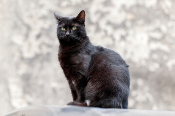 Portrait of black stray cat. Istanbul, Turkey.