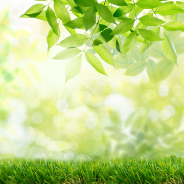 Background of fresh,green isolated leaves on tree in spring against blurred background with bokeh and fresh grass in nature and landscape.