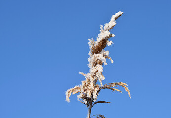 A reed pan covered with crystals of frost.
