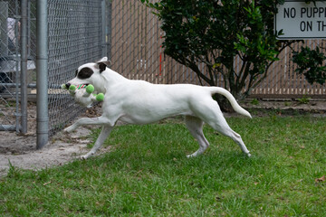 White pitbull mix dog with grey eye patches plays with toy in shelter yard
