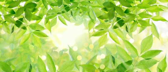 Background of fresh,green isolated leaves on tree in spring as close up for banner and in front of sun and light.