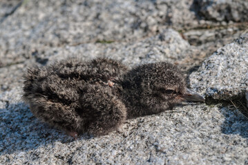 Black Oystercatcher (Haematopus bachmani) chick at Chowiet Island, Semidi Islands, Alaska, USA
