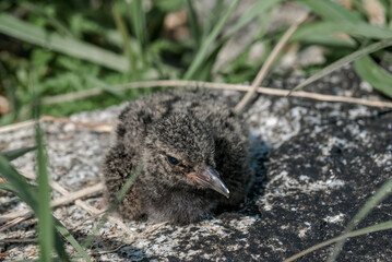 Black Oystercatcher (Haematopus bachmani) chick at Chowiet Island, Semidi Islands, Alaska, USA