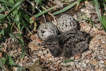 Black Oystercatcher (Haematopus bachmani) chick at Chowiet Island, Semidi Islands, Alaska, USA