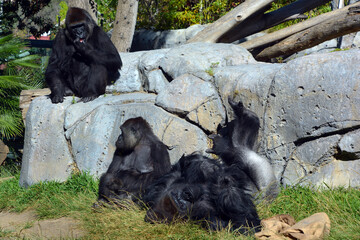  Gorilla is ground-dwelling, predominantly herbivorous apes that inhabit the forests of central...
