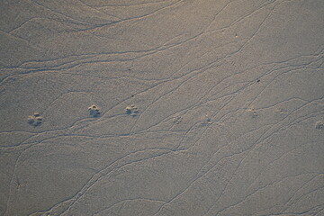 Cat tracks on the beach at the edge of the surf on wet sand. Sea shore