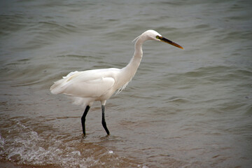 Little egret on the seashore hunts small fish in the waves of the surf.