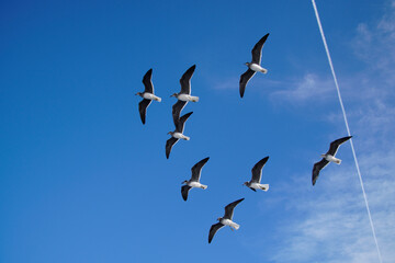 A flock of seagulls soaring above a yacht in the Red Sea against the blue sky. Winter in Egypt. January.
