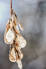 dry flower on a background of clear sky